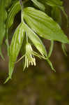 Yellow fairybells <BR>Yellow mandarin